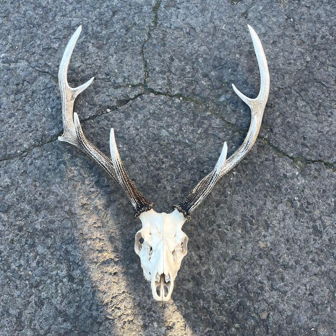 鹿の角 両角 顔付き エゾシカの角