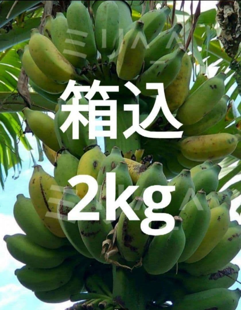 沖縄産　アップルバナナ　農薬不使用　箱込2kg