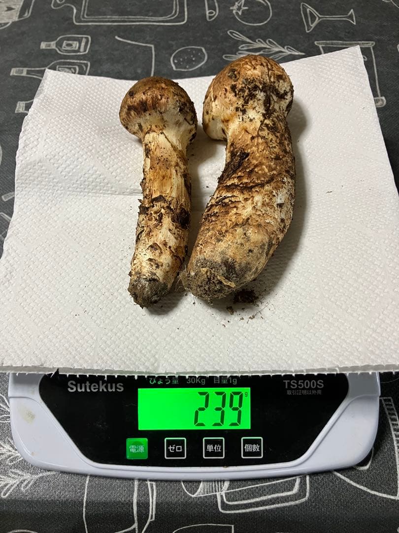 岩手県産松茸239g 10月12日取り