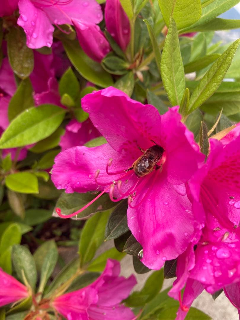 じゅん　ニホンミツバチ　生ハチミツ　1120g✖️2