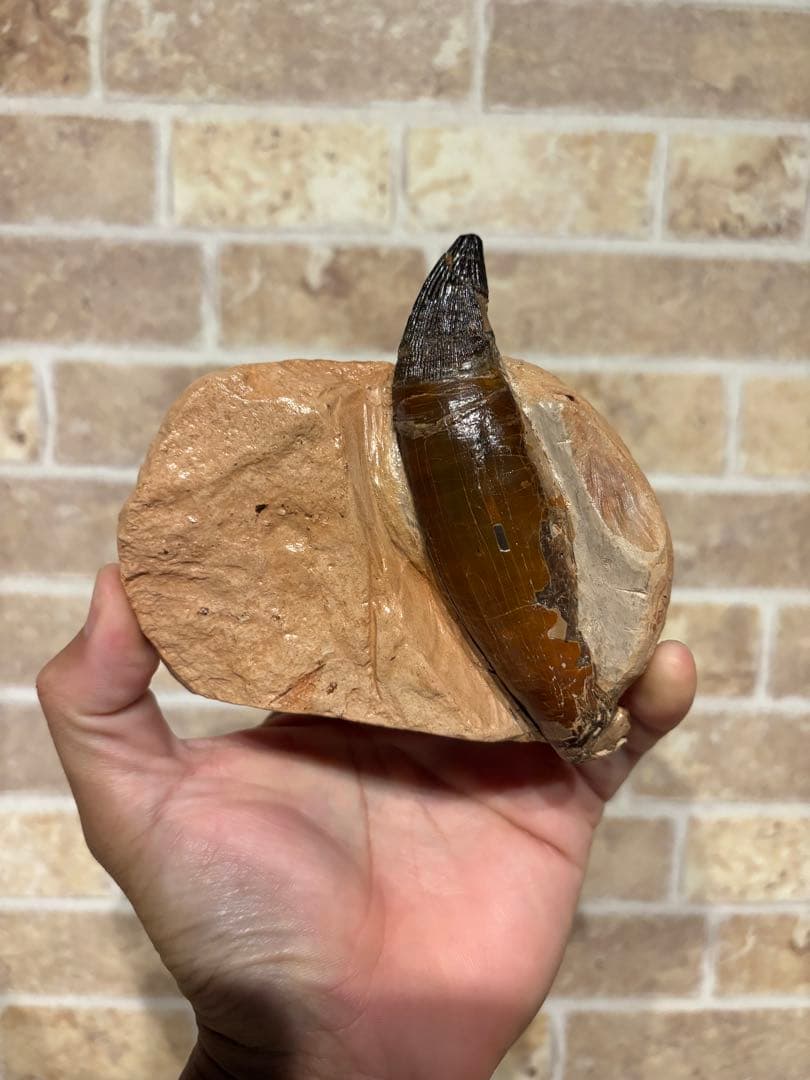 プリオサウルス　化石　歯