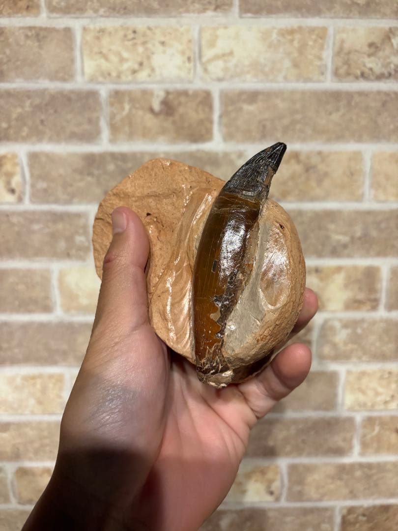 プリオサウルス　化石　歯