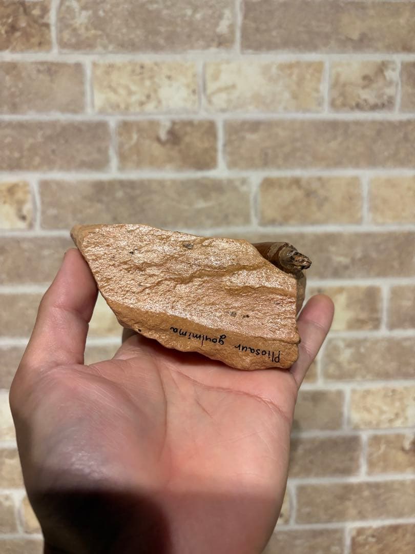 プリオサウルス　化石　歯