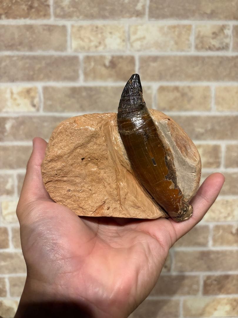 プリオサウルス　化石　歯