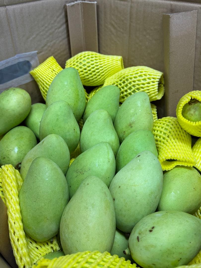 ベトナム産グリーンマンゴー約10kg（冷蔵発送）