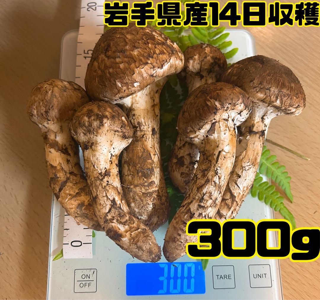 岩手県産松茸14日収穫300g