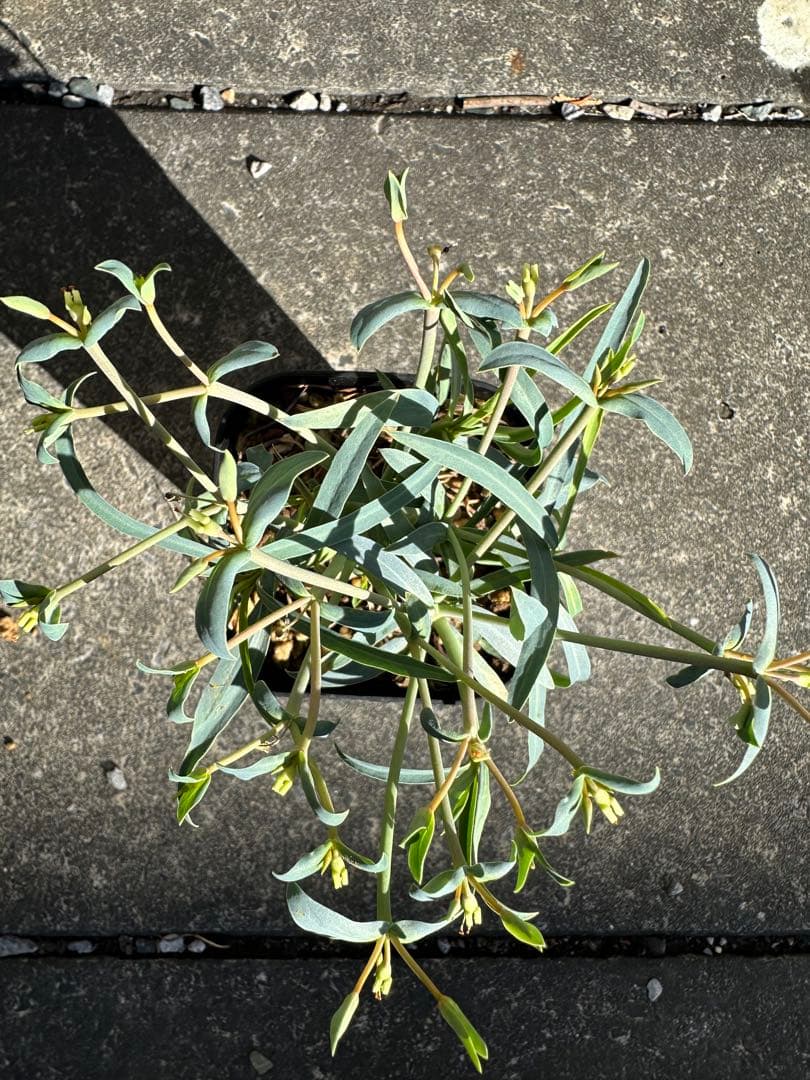 ユーフォルビア エチュベルクローサ 実生 (開花済み)