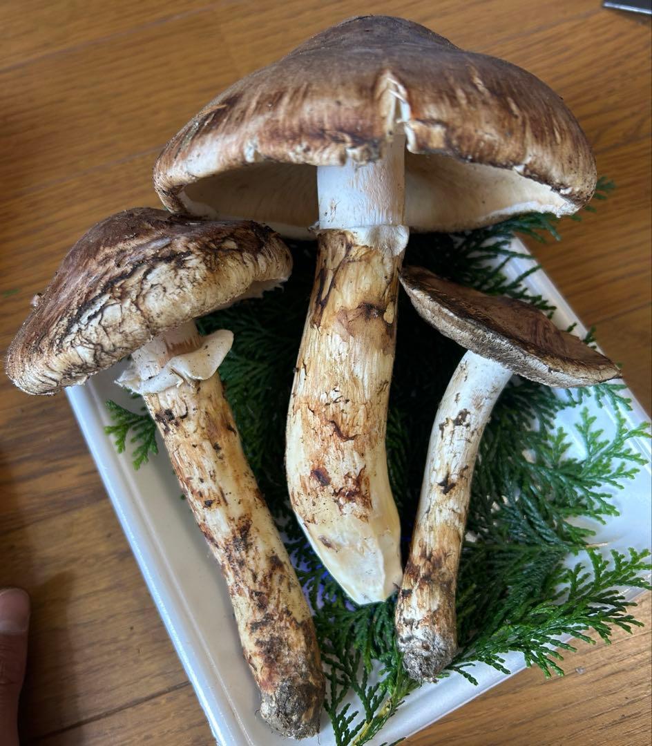 松茸 国産 信州産 長野県産 傘開き