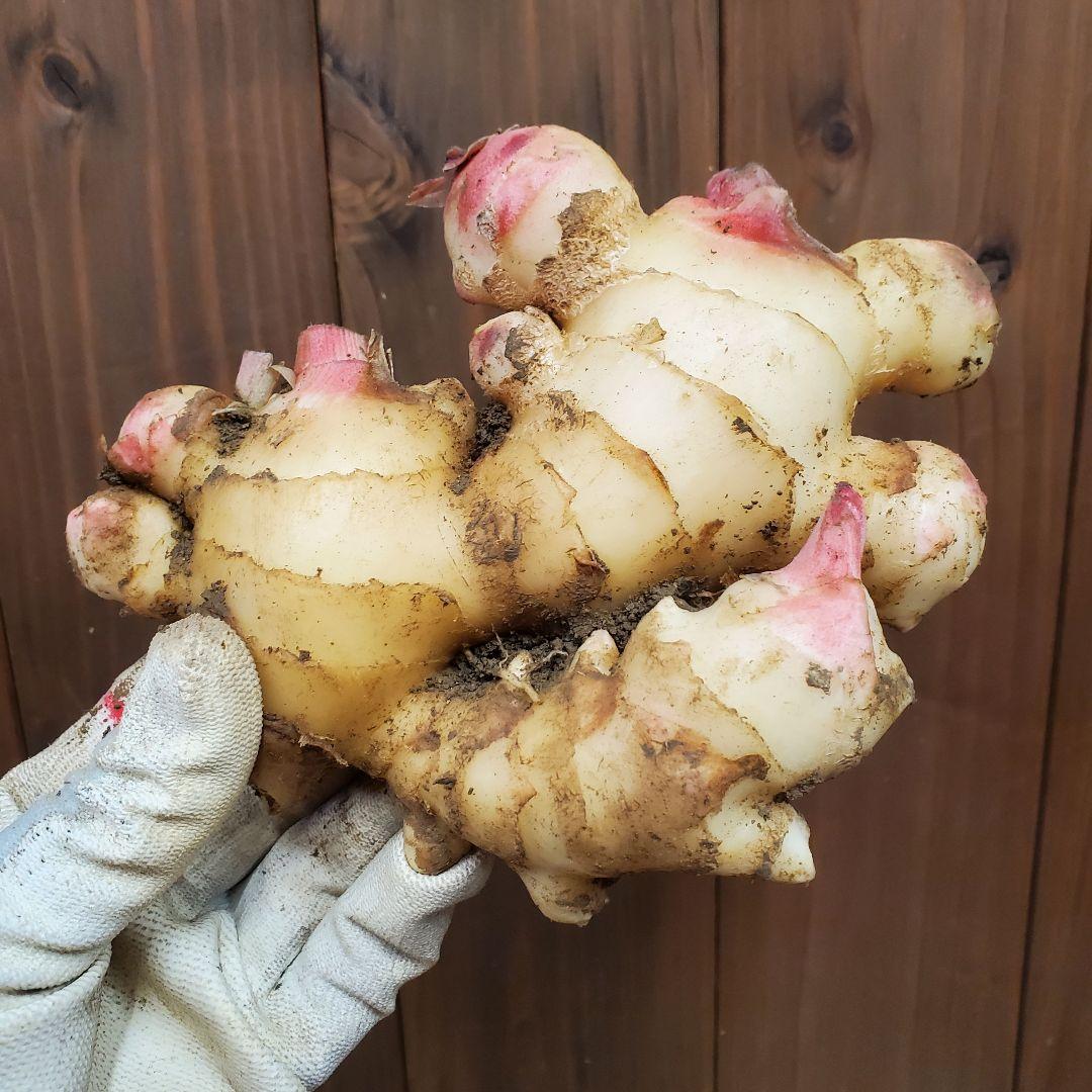 高知県産 土付き新生姜10kg