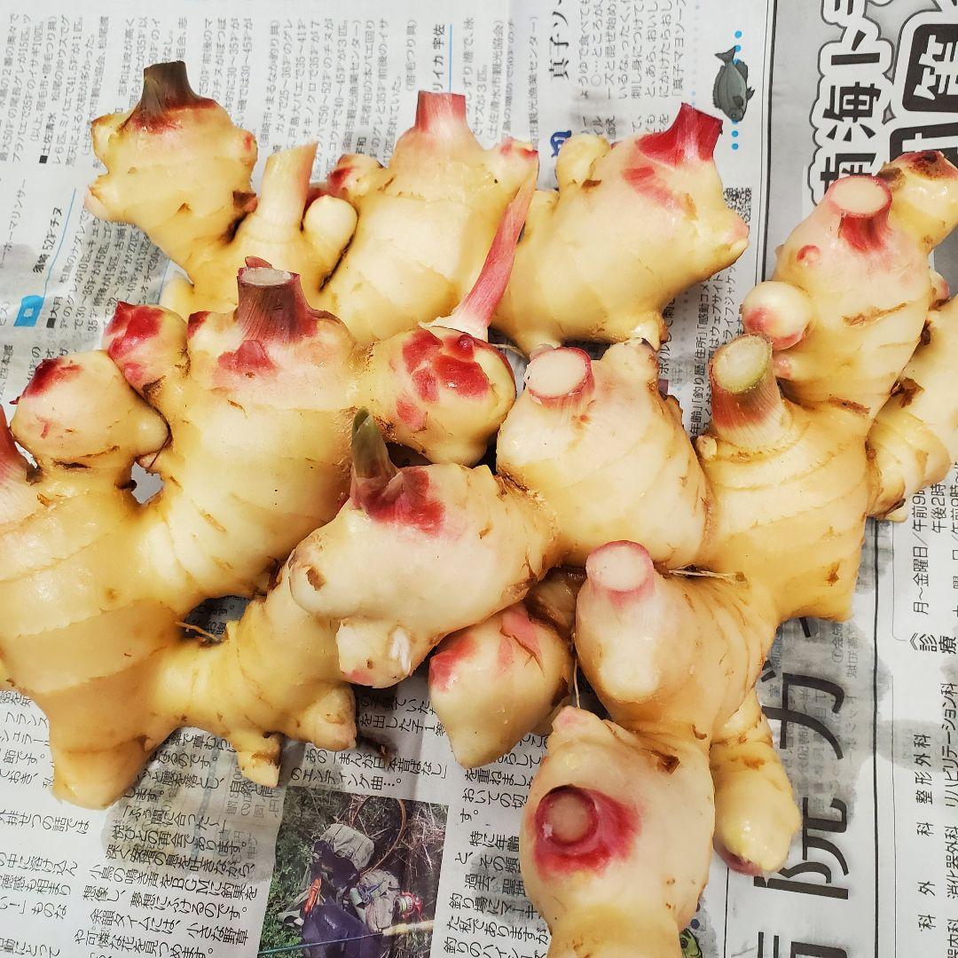 高知県産 土付き新生姜10kg