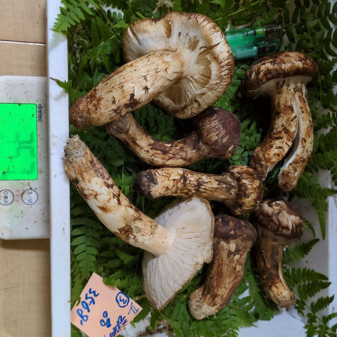 和歌山松茸　新鮮朝市　訳有り品　357㌘