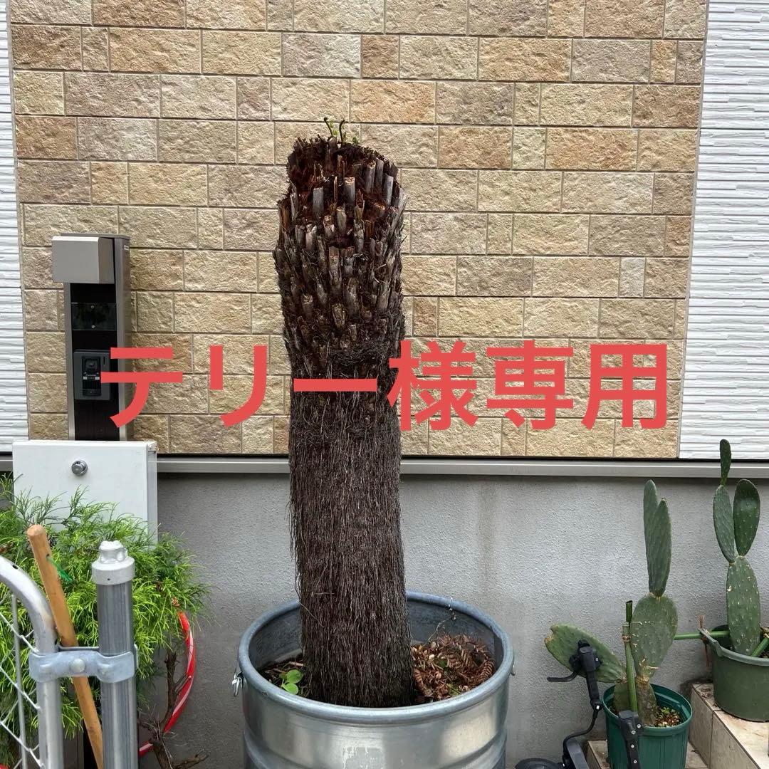 破格　大株　ディクソニア　アンタルティカ