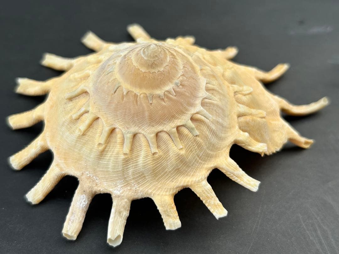 美品　貝殻標本　カジトリグルマ　特大　11.5cm