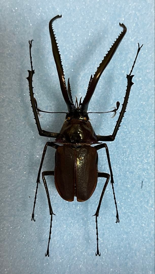 コガシラクワガタ　標本