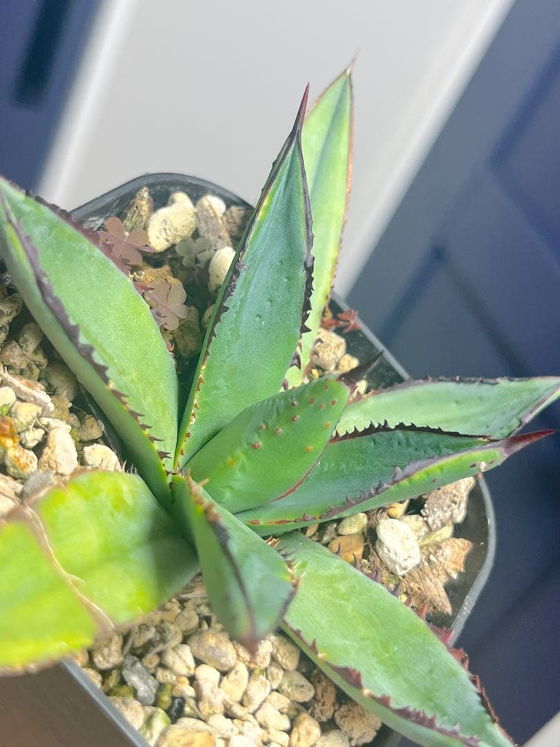 アガベ ハイブリッド 笹乃雪×屈原乃舞扇 子株 agave hybrid