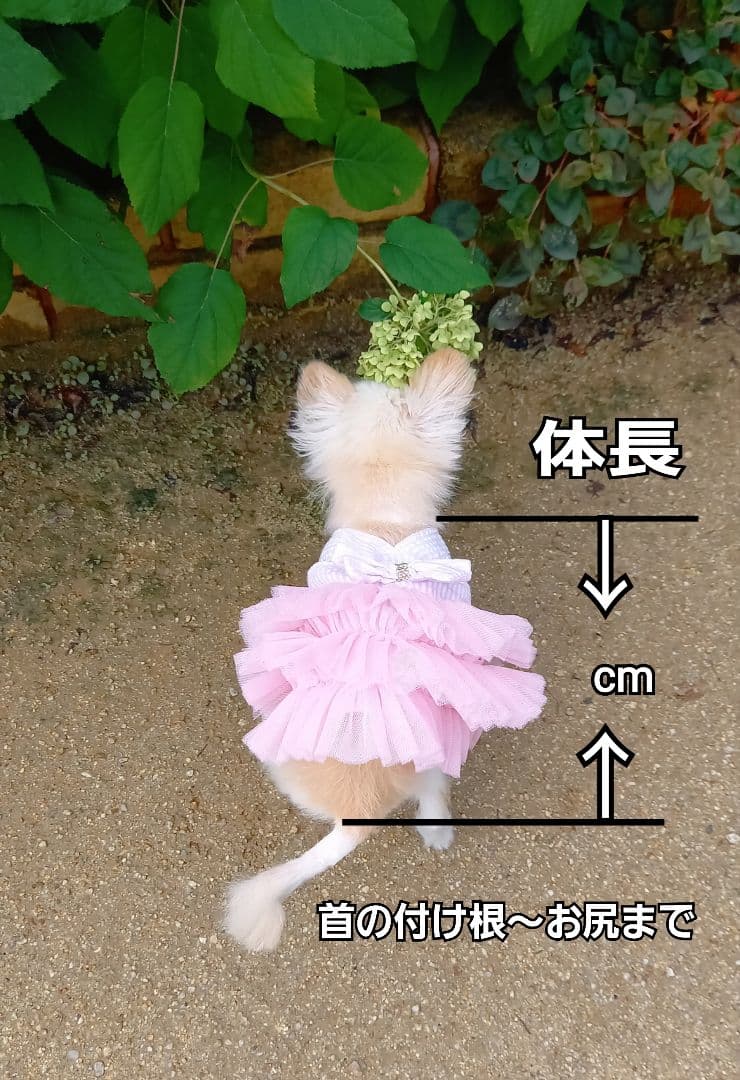 のぉーたんページ♥️等身大　チワワ　リアル　ぬいぐるみ　羊毛　カズコオガワ