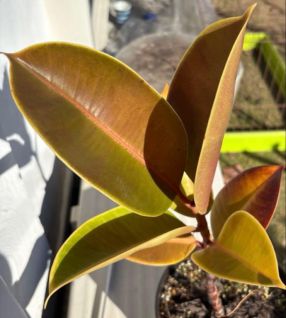 フィカス　エルメス　植物　インテリア