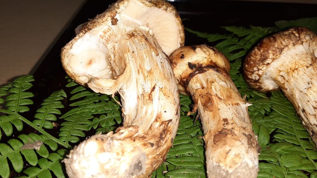 岩手県産松茸(少し訳あり) 11月19日昼取れ 軸固いがハジケ虫あと有り明日発送