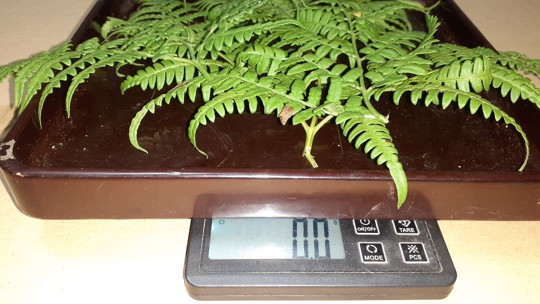 岩手県産松茸(少し訳あり) 11月19日昼取れ 軸固いがハジケ虫あと有り明日発送