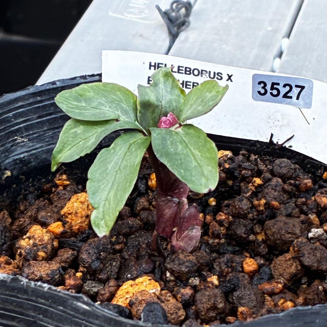 o*r様 527☘️蕾花タグ付☘️超レア☘️BELCHERI⭐️PINK ICE