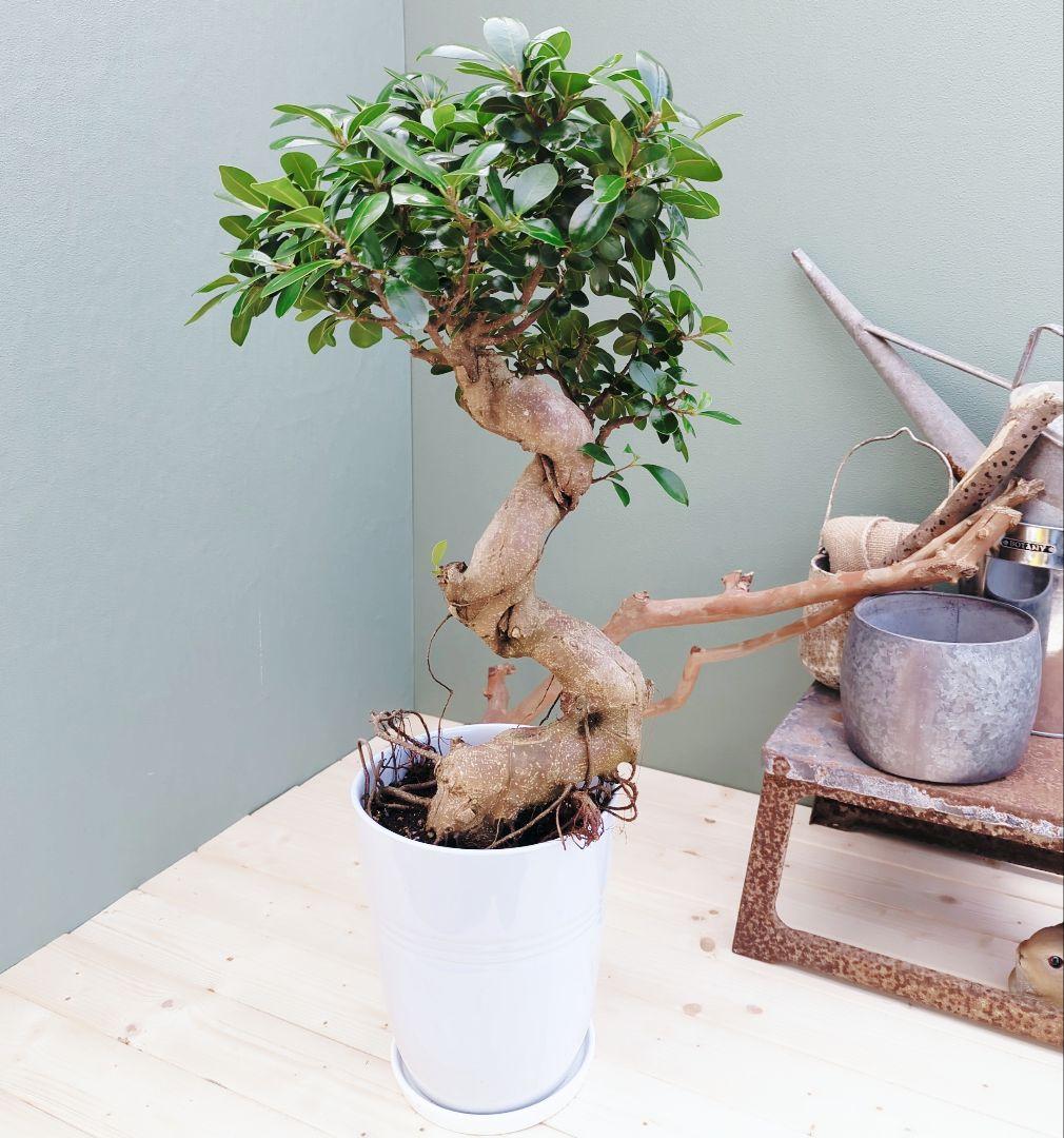 縁起物 太幹 (現品)曲がり 昇り龍ガジュマル ８ 陶器