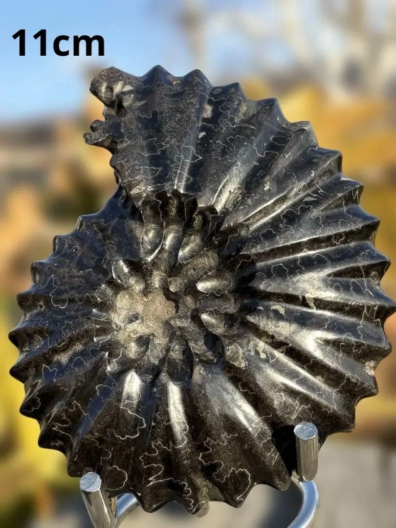 ❗️ ✳厳選　超レア　❤️大きめ　極美品アンモナイト　収蔵品　天然原石　化石 水晶