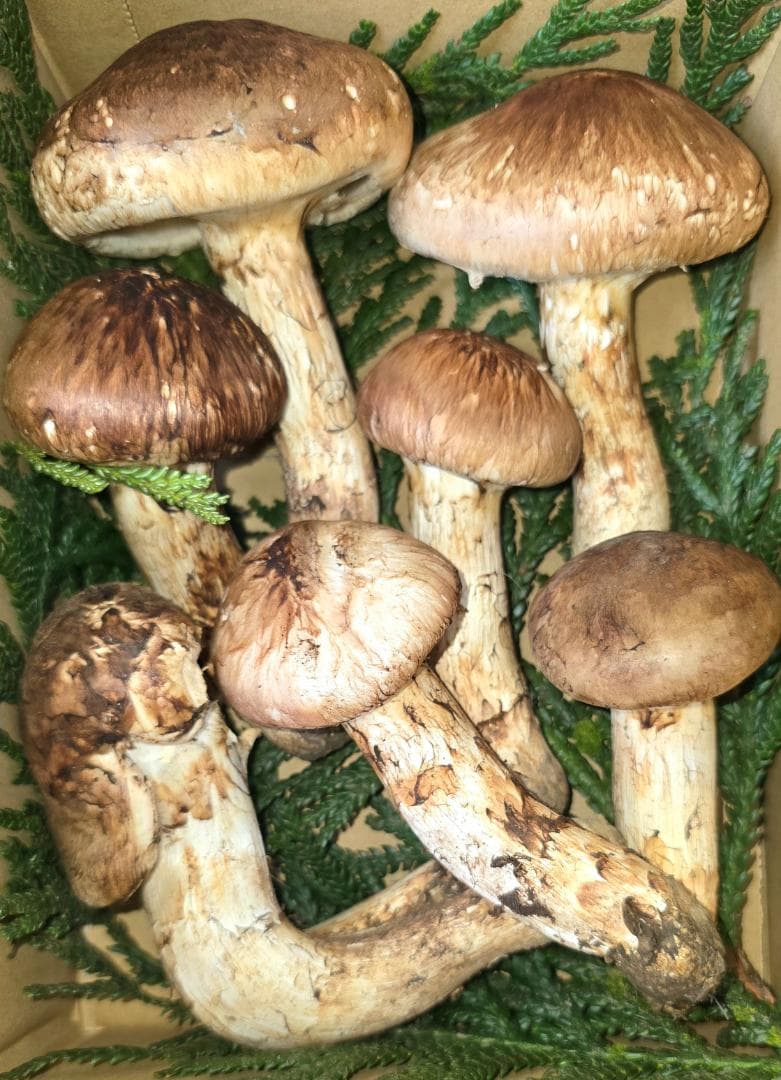 松茸 岩手県産 400g＋おまけ102g 10月18日獲れ