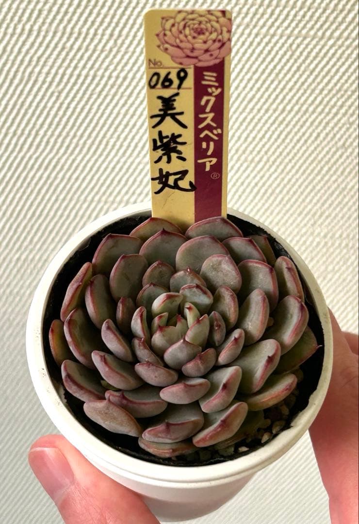 おらいさん苗 ミックスベリア 美紫妃 ポットのままメルカリ便 札付き