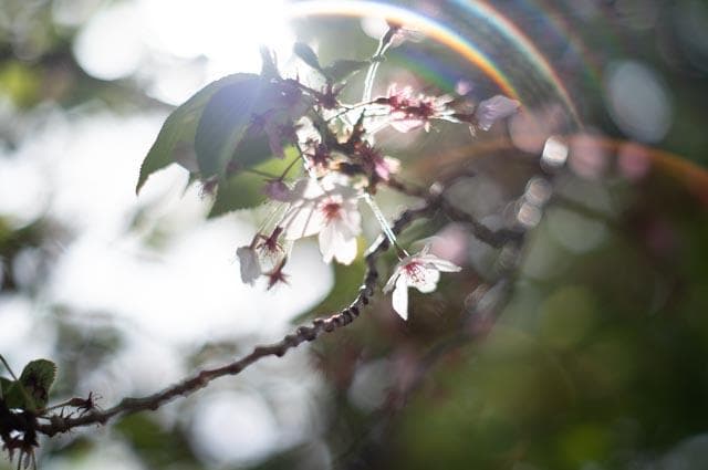 【オールドレンズ】smc takumar 55mm f1.8