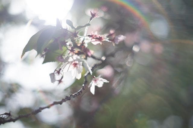 【オールドレンズ】smc takumar 55mm f1.8