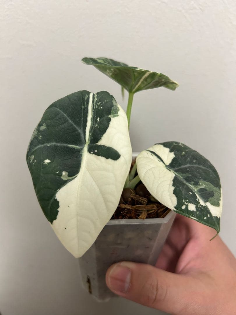 アロカシアマハラニアルボバリエガータ