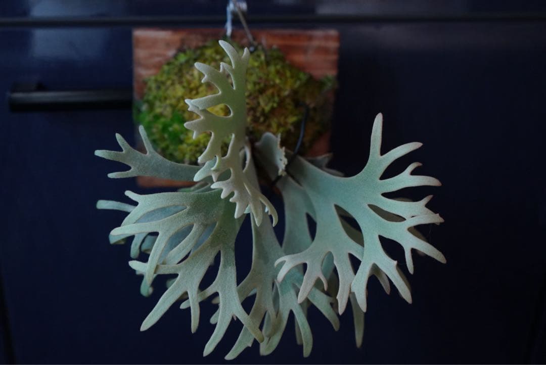 ビカクシダ P.willinckii Jenny TC