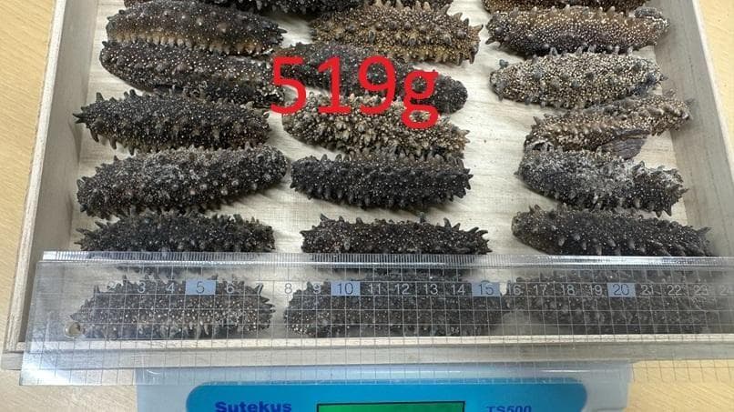 【専用】北海道産の乾燥高級ナマコ 500ｇ