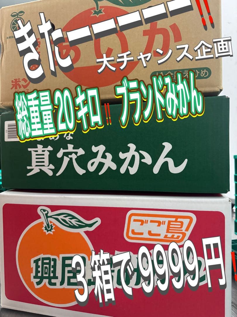 本日大チャンス企画きたーー‼️3箱同時‼️まどんな、興居島、真穴みかん9999円8