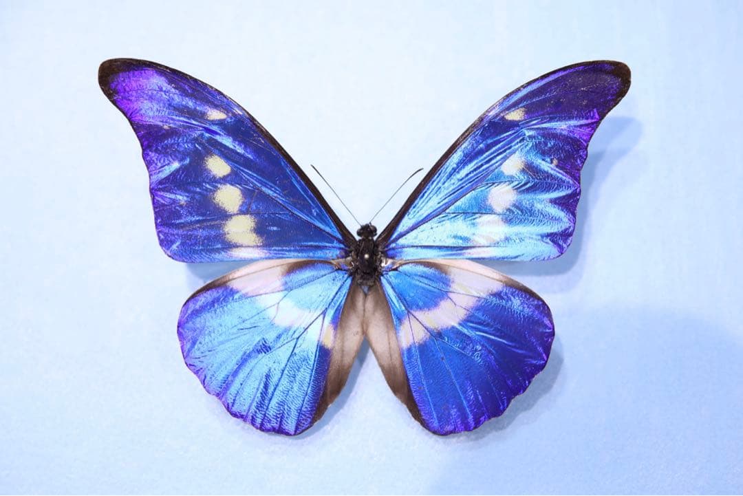 ヘレナモルフォ！標本！1