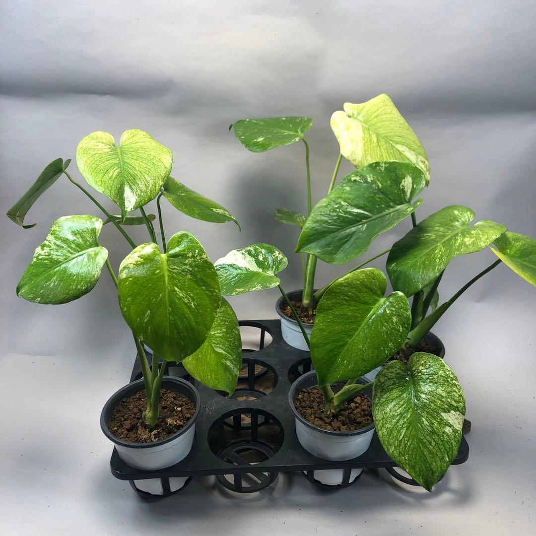 S*T様 5株セットms60【特別選抜】ホワイトモンスター／天津蘭 モンステラ斑