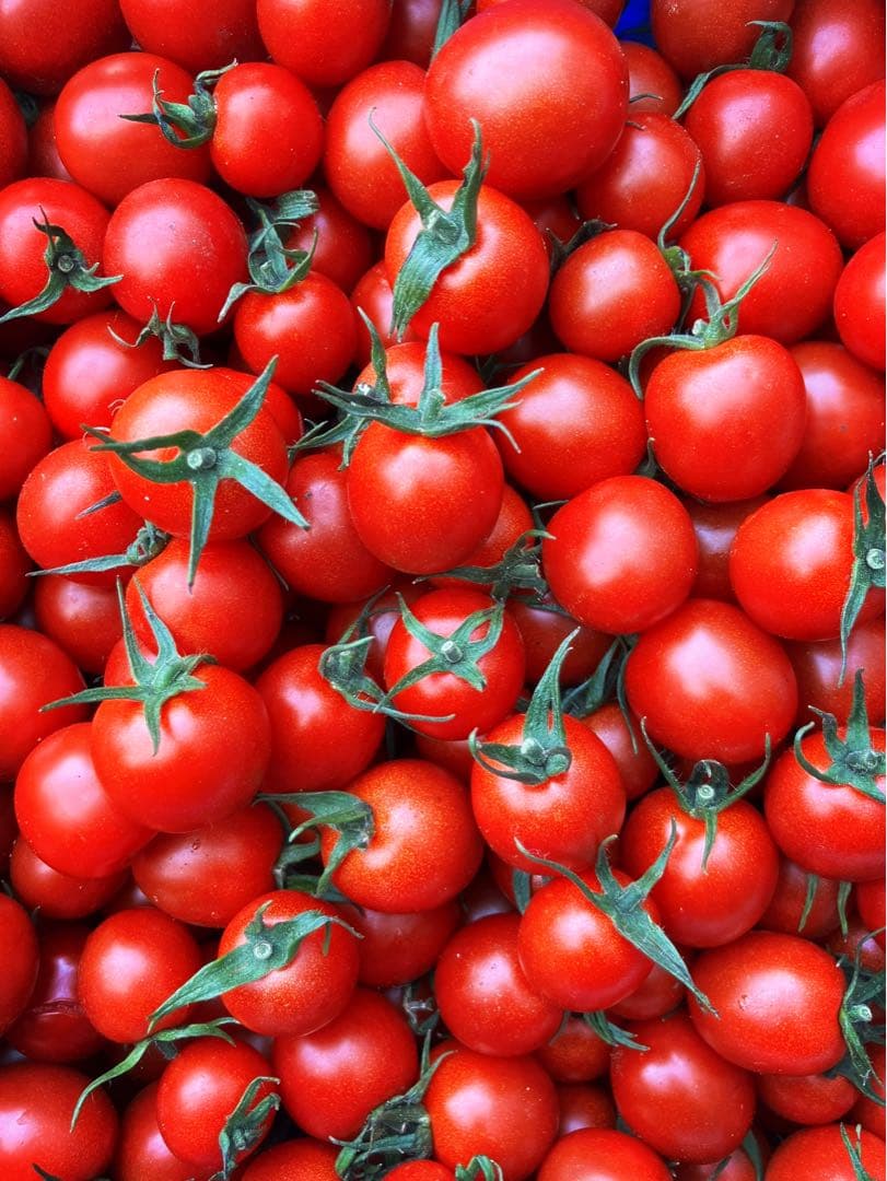 ミニトマト　12kg