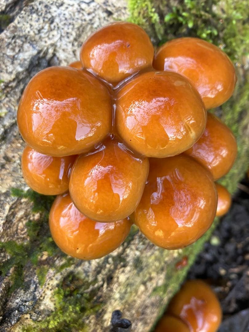 秋田県産肉厚ぷりぷりなめこ5キロ