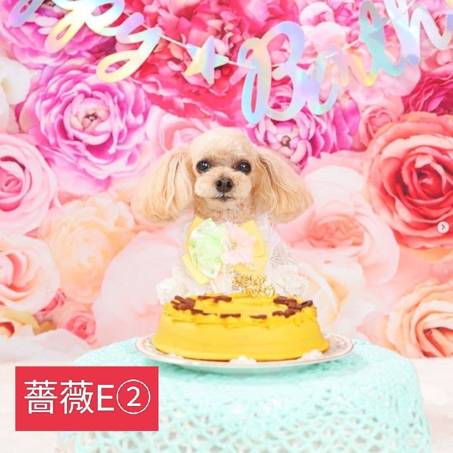 背景布×6+1枚　ペット、サロン撮影用フォトブース　トリミングチョーカー販売中