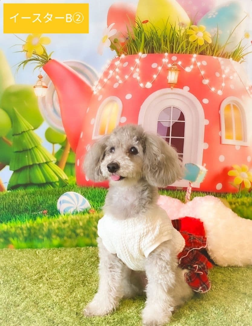 背景布×6+1枚　ペット、サロン撮影用フォトブース　トリミングチョーカー販売中