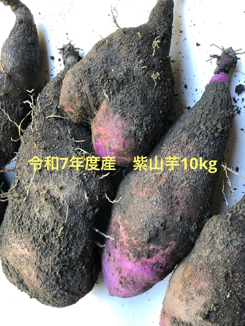 令和7年度産　紫山芋