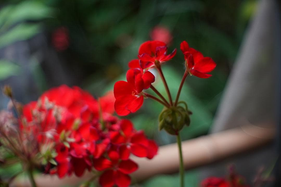 024Kodak Ektar 25mm f 1.9 コダック・エクター25ミリ