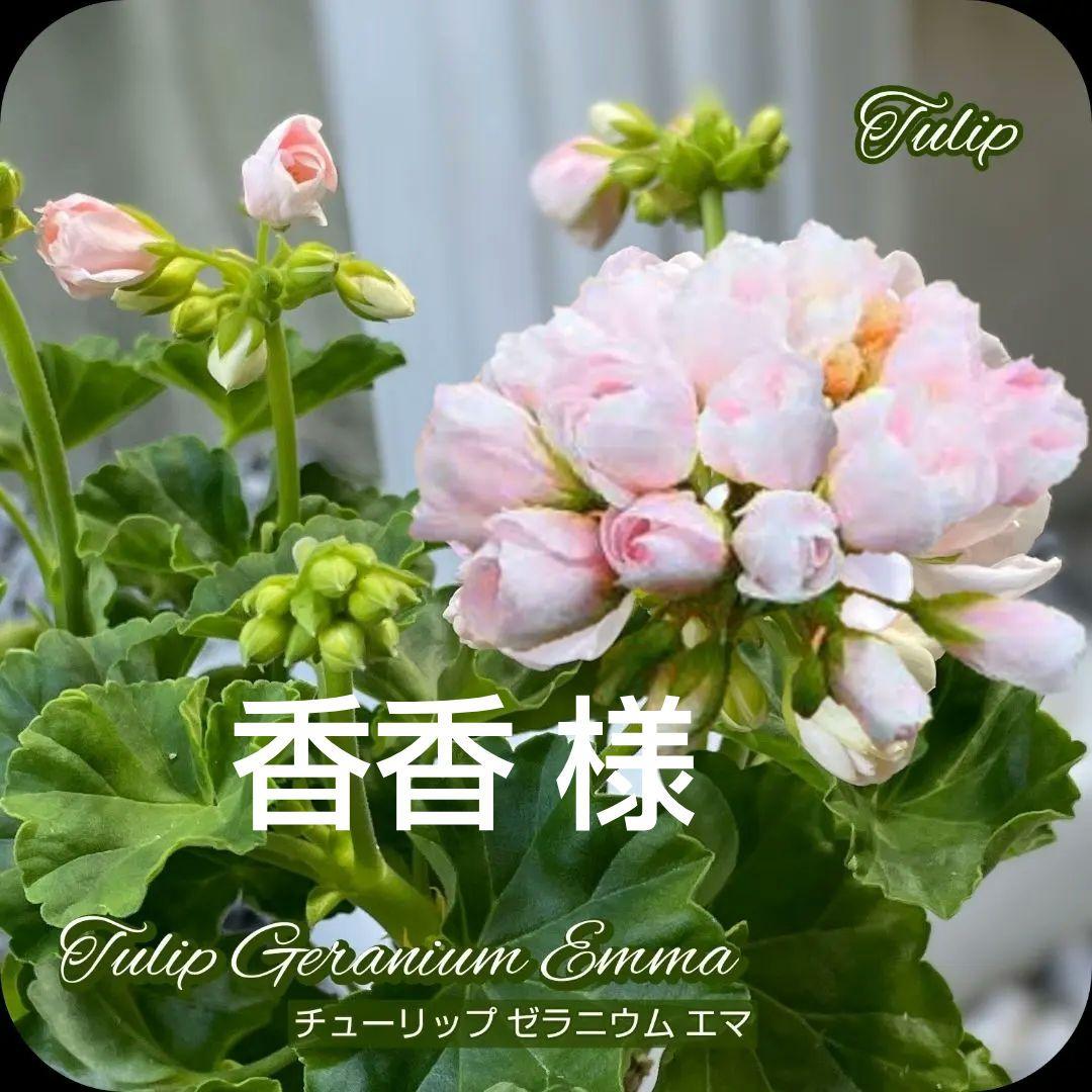 香香 様 ゼラニウム苗 ３品種