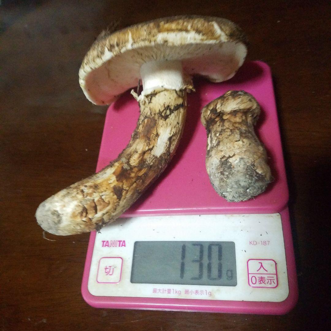 天然松茸 130g　国産松茸