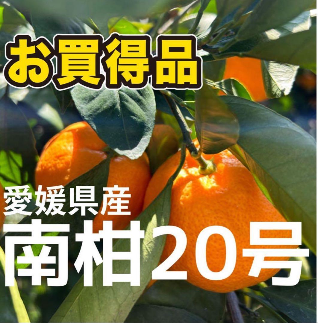 口コミで大人気みかん　愛媛県産　南柑20号　10キロ　×2箱農家直送　旬の柑橘