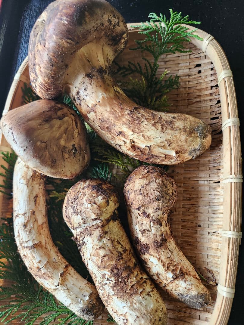 長野県　松茸　つが松茸　信州