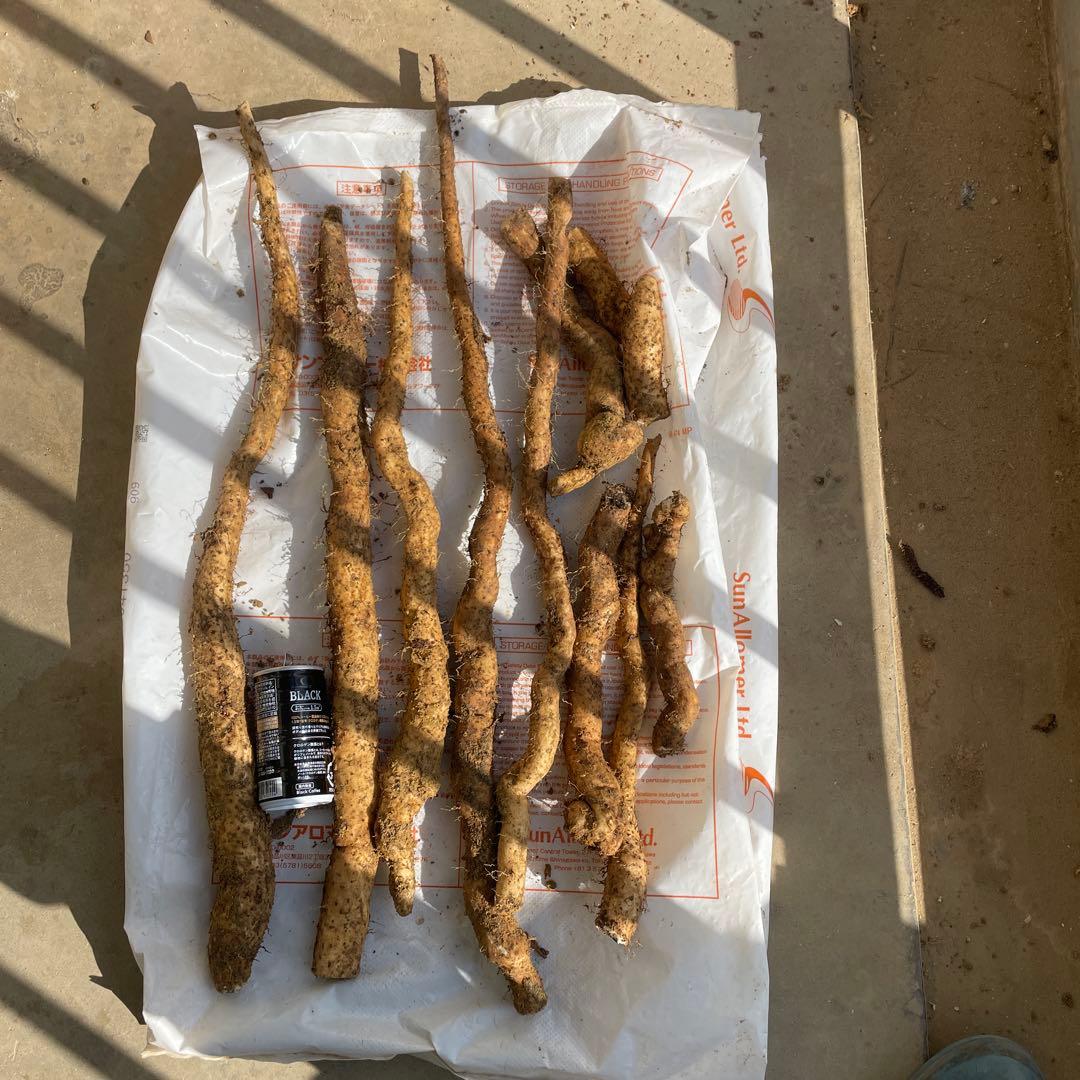 天然自然薯ーー2.5キロ