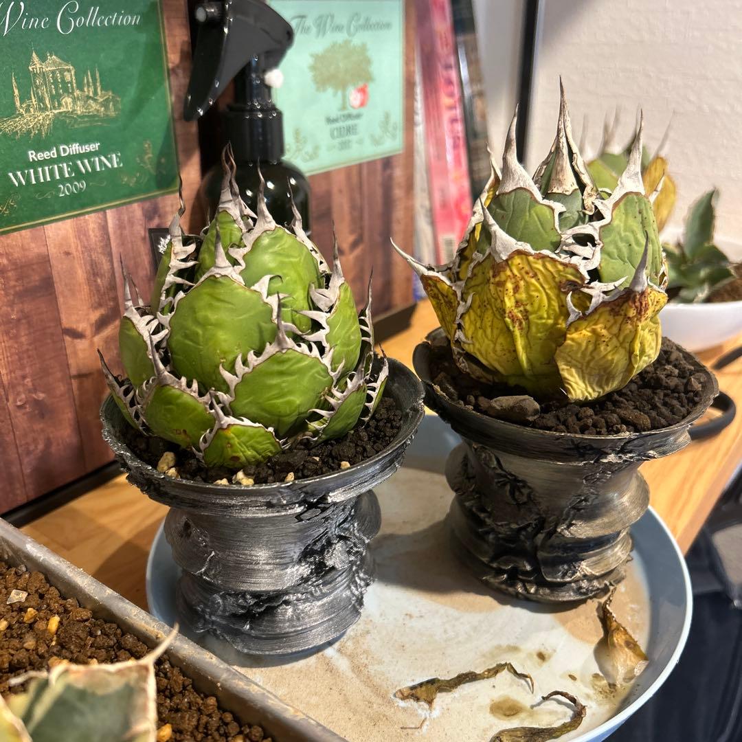 ホリダ×FO-076特選鉢付き