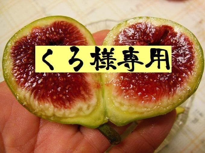 くろ　果樹　ブルーベリー、イチジクの穂木各種