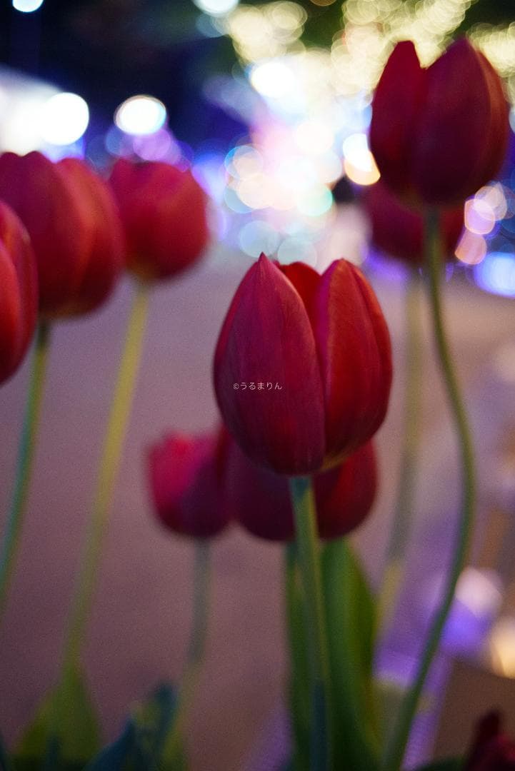 ジュン様　広角ニュージェネレーション Leica Elmarit-M 28mm